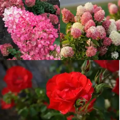 Комплект РОЗОВЫЙ ЗАКАТ в Кобрине