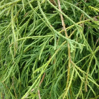 Кипарисовик ФИЛИФЕРА НАНА горохоплодный  в Кобрине