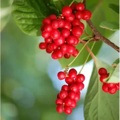 Лимонник ДЕБЮТ китайский в Кобрине