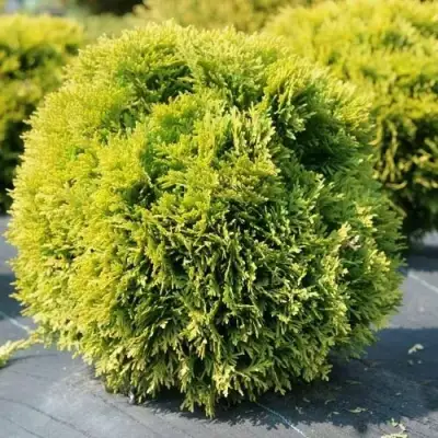 Туя ДАВИД западная в Кобрине