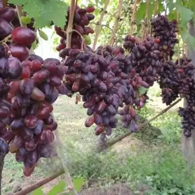 Виноград БАЙКОНУР в Кобрине