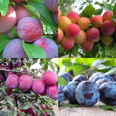 Комплект СЛИВОВЫЙ САД в Кобрине