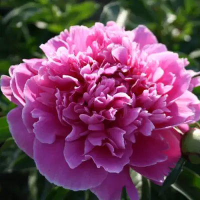 Пион ГОЛУБАЯ ХРИЗАНТЕМА травянистый в Кобрине