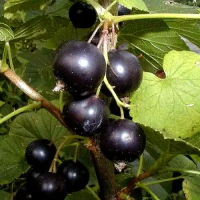 Смородина чёрная БИНАР в Кобрине