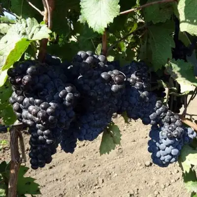 Виноград ДЕНИСОВСКИЙ в Кобрине