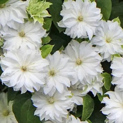 Клематис МАРИЯ СКЛОДОВСКАЯ-КЮРИ в Кобрине