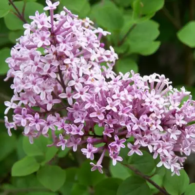 Сирень ПАЛИБИН  в Кобрине