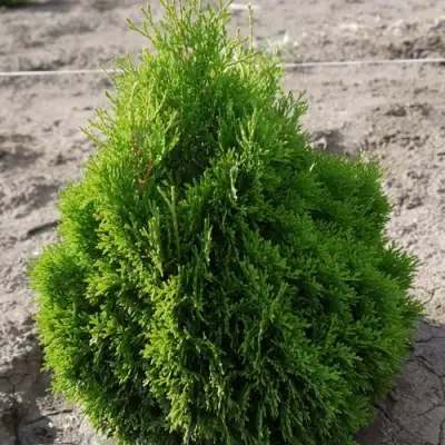 Туя МИКИ западная в Кобрине