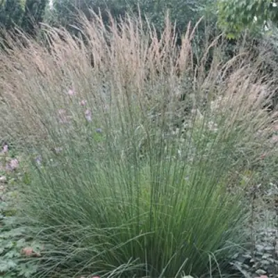 Молиния ХАЙДЕБРАУТ голубая в Кобрине