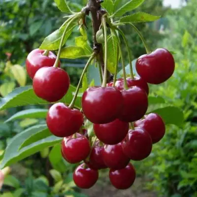 Вишня ВЯНОК в Кобрине