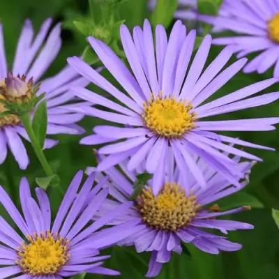 Астра ЛЕДИ ИН БЛЮ в Кобрине