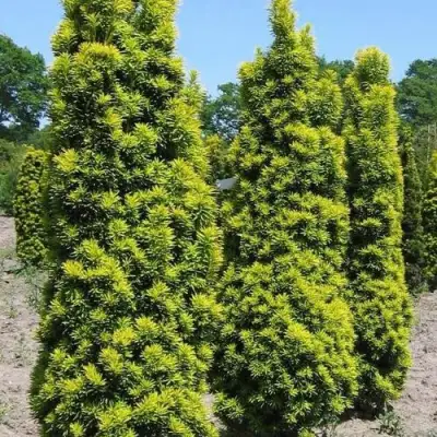 Тис ДАВИД ягодный в Кобрине