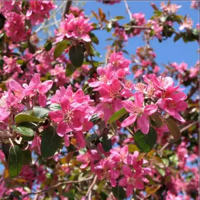 Яблоня ХЕЛЕНА декоративная в Кобрине