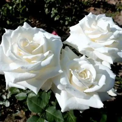 Роза БОИНГ чайно-гибридная в Кобрине