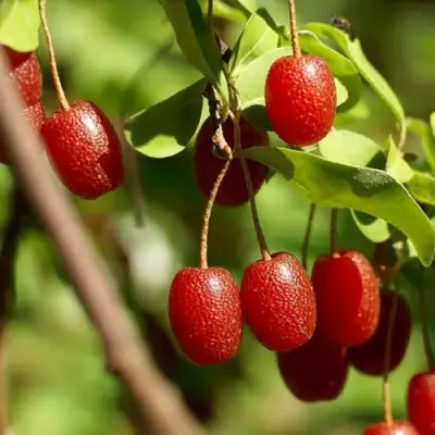 ГУМИ (ЛОХ МНОГОЦВЕТКОВЫЙ) в Кобрине