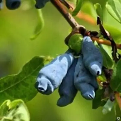 Жимолость съедобная ПУШКИНСКАЯ в Кобрине