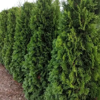 Туя ПИРАМИДАЛИС КОМПАКТА западная в Кобрине