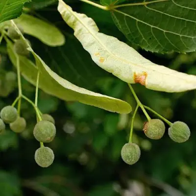 Липа сердцевидная в Кобрине