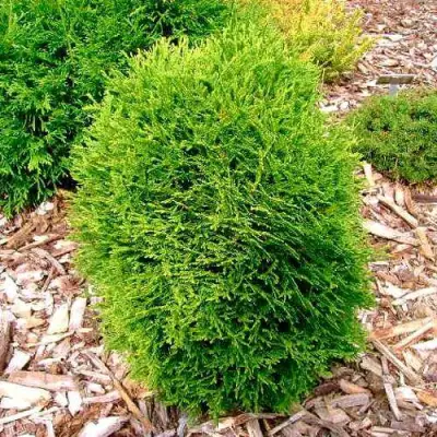 Туя ВОТЕРФИЛД западная в Кобрине