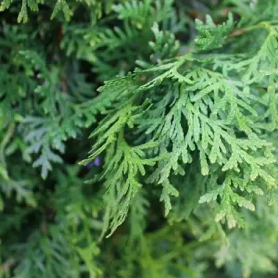 Туя ПИРАМИДАЛИС КОМПАКТА западная в Кобрине