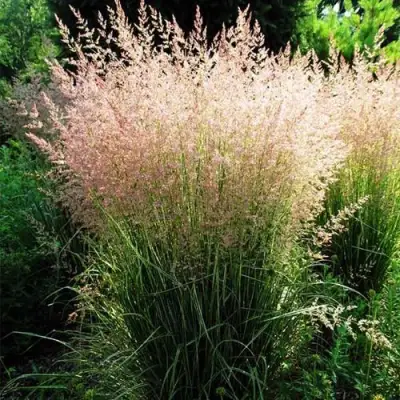 Молиния ФОНТЕЙН тростниковая в Кобрине