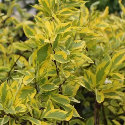 Дерен ШПЕТА белый в Кобрине