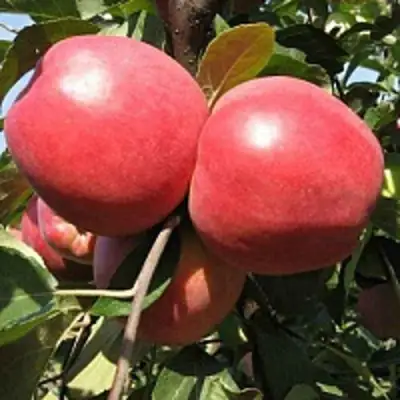 Яблоня ЗАСЛАВСКОЕ в Кобрине