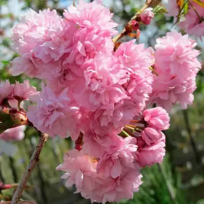 Сакура КИКУ ШИДАРЕ в Кобрине