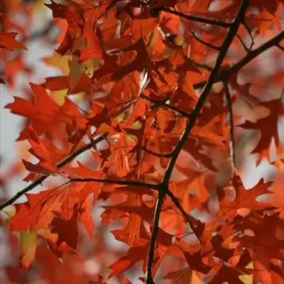 Дуб болотный в Кобрине