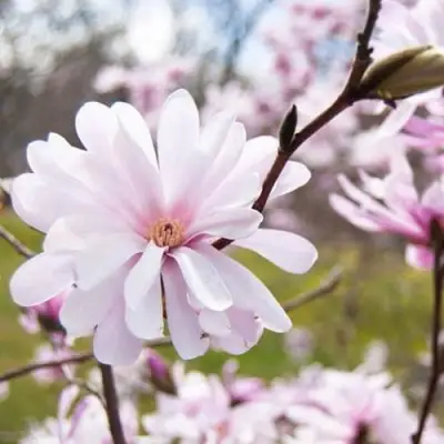 Магнолия РОЗЕЯ в Кобрине