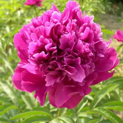 Пион КИТАЙСКИЙ ШЕЛК травянистый в Кобрине