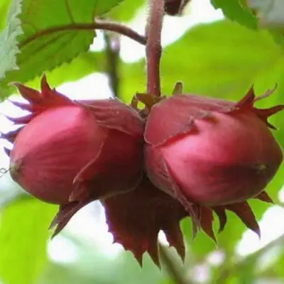 Фундук АЙВЕНГО в Кобрине