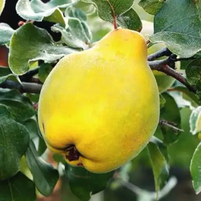 Айва РУМО в Кобрине