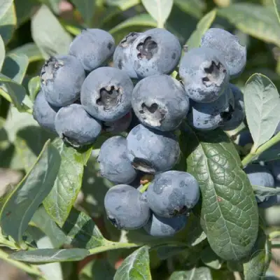 Голубика БРИГИТТА в Кобрине