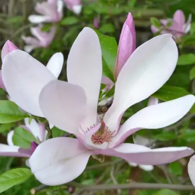 Магнолия ДЖОРДЖ ГЕНРИ КЕРН в Кобрине