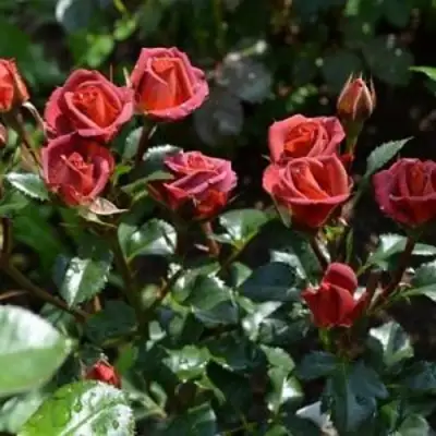 Роза ЧОКОЧИНО спрей в Кобрине