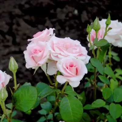 Роза ФЛАМИНГО чайно-гибридная в Кобрине