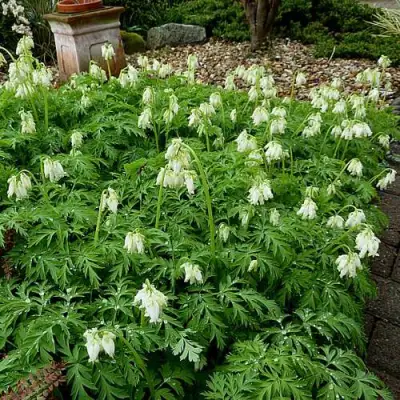 Дицентра красивая АВРОРА в Кобрине