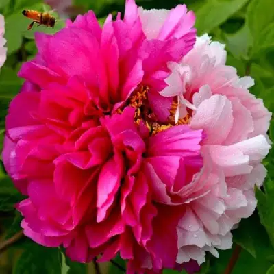 Пион ДВЕ СЕСТРЫ древовидный в Кобрине