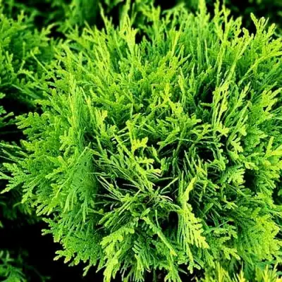 Туя ДАНИКА западная в Кобрине