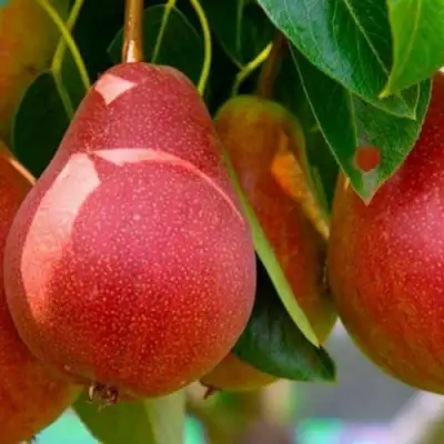 Груша ГЕРА в Кобрине