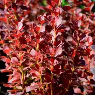 Барбарис ВУЛКАНО тунберга в Кобрине