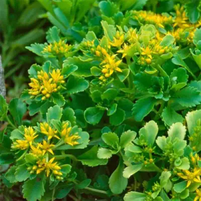 Очиток (седум) ИММЕРГРУН камчатский в Кобрине