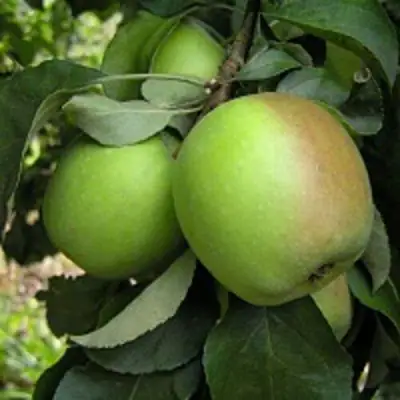 Яблоня ПАМЯТЬ СИКОРЫ в Кобрине