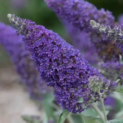 Буддлея НАНО ПЕРПЛ  в Кобрине