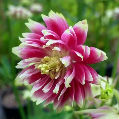 Аквилегия БАРЛОУ НОРА гибрид МакКаны в Кобрине