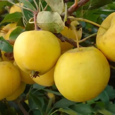 Яблоня УРАЛЬСКОЕ НАЛИВНОЕ в Кобрине