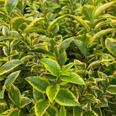 Бирючина АУРЕУМ овальнолистная в Кобрине