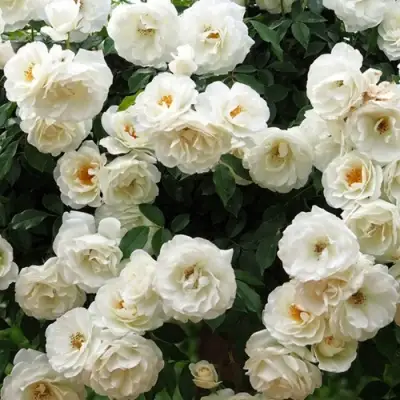 Роза АЙСБЕРГ флорибунда в Кобрине