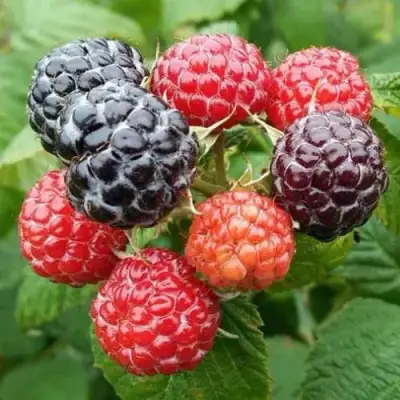 Малина БРИСТОЛЬ в Кобрине